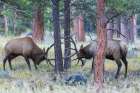 Pair of bull elk fight among the Ponderosa pines for control of the cow elk herd, Colorado Rockies Art Print